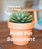 PinCushionia™ Desk Succulent