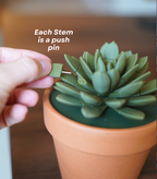 PinCushionia™ Desk Succulent