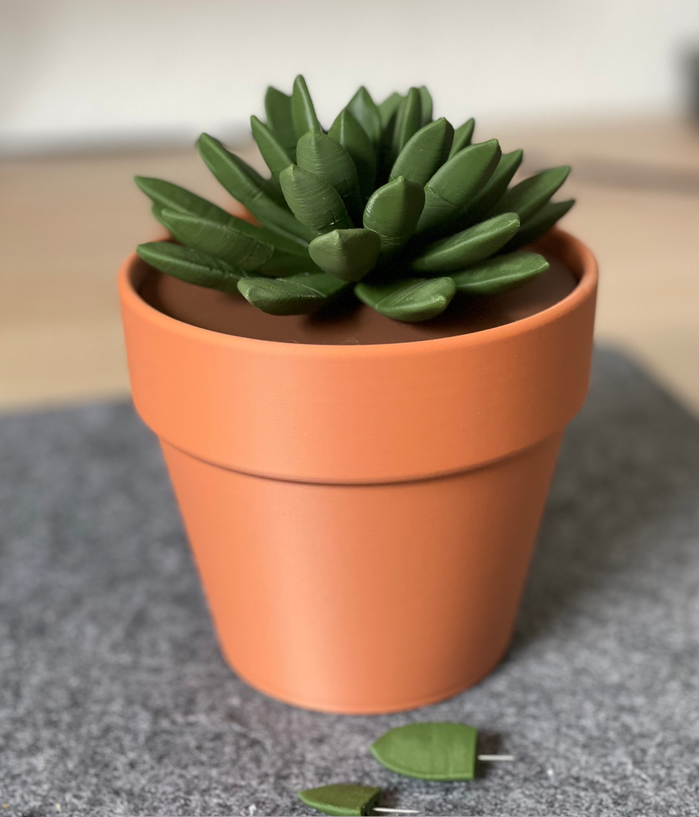 PinCushionia™ Desk Succulent
