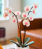 OrchidAura™ Aromatic Diffuser & Incense Holder