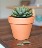 PinCushionia™ Desk Succulent