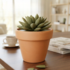 Push Pin Succulent Pin holder